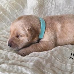 Hazel - Golden female Golden Retriever puppy in Fruitland, Idaho from Bethel Retrievers