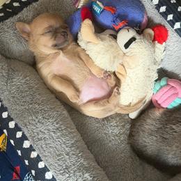 Faith 5000 - Blue fawn female Chihuahua puppy in East Syracuse, New York from Blissful’s Chihuahuas
