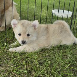 Pomsky Puppies from PJs Pomskies