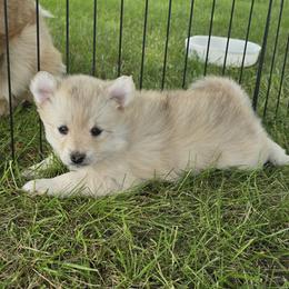 Pomsky Puppies from PJs Pomskies