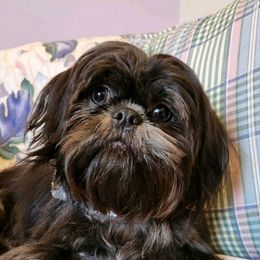 Shih Tzu Puppies from Lil' Darlin' Shih Tzus of the Virginia Blue Ridge