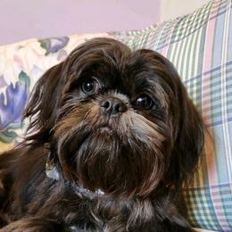 Shih Tzu Puppies from Lil' Darlin' Shih Tzus of the Virginia Blue Ridge