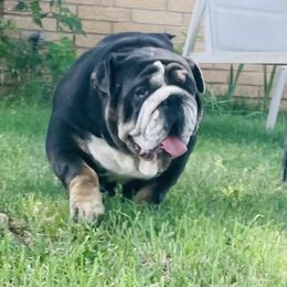 Bulldog and French Bulldog All Grown Up from Fancy Like Frenchies