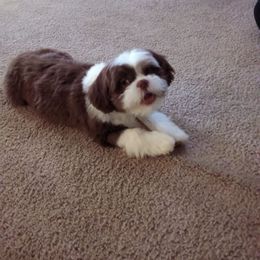 Shih Tzu Puppies from SweetTee's Shih Tzus LLC