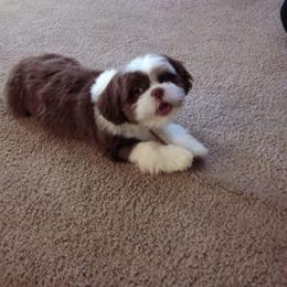 Shih Tzu Puppies from SweetTee's Shih Tzus LLC
