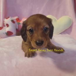 Maybelline - Red female Dachshund puppy in Pinson, Alabama from Alondra Boudreaux