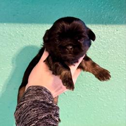 Poseidon - Black and tan male Shih Tzu puppy in Stroud, Oklahoma from Laik’s Little Shihtz & Poms