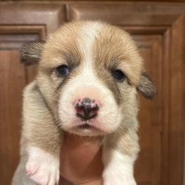 Mr. Spot - Red male Pembroke Welsh Corgi puppy in Delton, Michigan from CorGizmo
