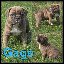 Gage - Brown brindle male Olde English Bulldogge puppy in Wheeler, Michigan from Haase Family Kennels