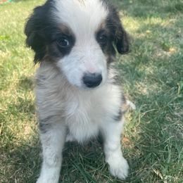 Girl 2 - Toy Australian Shepherd puppy in Marshall, Missouri from Schuber's Stockdogs