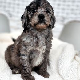 Australian Labradoodle, Cockapoo, Goldendoodle, and Labradoodle Puppies from Dessie's Doodles