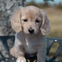 Dachshund Puppies from Dirt Road Doxies