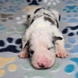 Alohomora - Blue merle female Border Collie puppy in Chicora, Pennsylvania from Riverwood