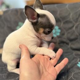 Bobby - Blue and white male Chihuahua puppy in Amity, Pennsylvania from Rhoda and Verna