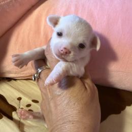 Curly - Cream and white male Chihuahua puppy in Beaumont, Texas from Anastasia’s Tiny Pupps