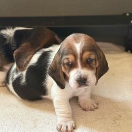 Cordelia - Brown black and white female Basset Hound puppy in Guys Mills, Pennsylvania from Hidden Heart Basset Hounds