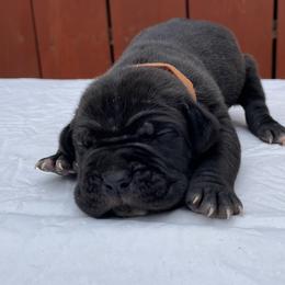 Cane Corso Puppies from Busch Kennels LLC