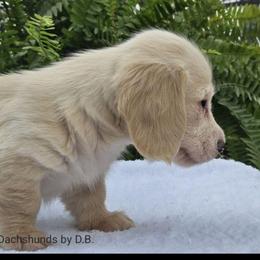 Oscar - Cream male Dachshund puppy in Ben Wheeler, Texas from Anytime Dachshunds by D.B.