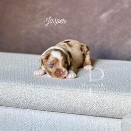 Jasper - Chocolate merle male Bernedoodle puppy in Tulsa, Oklahoma from The Poodle Co. Raising Doodles & Poodles