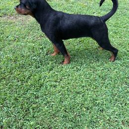 Yora - Black and mahogany female Rottweiler puppy in Smyrna, Georgia from HYIQ