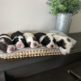 Aussiedoodle Puppies from JK Mini Doodles
