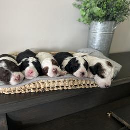 Aussiedoodle Puppies from JK Mini Doodles
