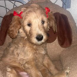 Lily - Apricot female Goldendoodle puppy in Fort Hood, Texas from Davis Doodles