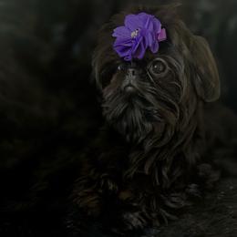 Cavi - Shih Tzu
