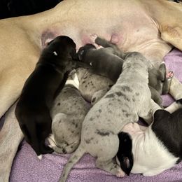 Great Dane Puppies from Laxton Danes
