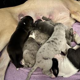 Great Dane Puppies from Laxton Danes