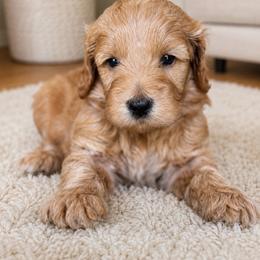 Hailey - Apricot female Goldendoodle puppy in Yuciapa, California from AlltheDoodlez_