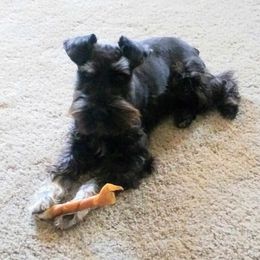 GRACIE - Miniature Schnauzer