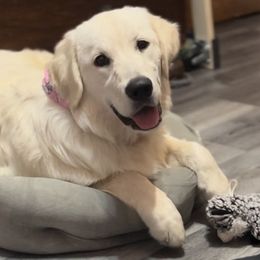 Denver - Golden Retriever