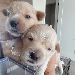 Assorted Doodle Crosses from Cottons Pups
