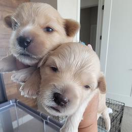 Assorted Doodle Crosses from Cottons Pups