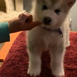 Alaskan Malamute Puppies from Sigma Alaskan Malamutes