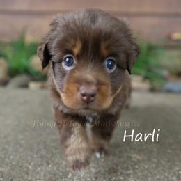 Harli - Red tri-color female Miniature American Shepherd puppy in Godley, Texas from Flying H Toy and Mini Aussies