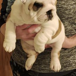 Girl 2 - Red and white female Bulldog puppy in Salina, Kansas from Big Pine Bulldogs