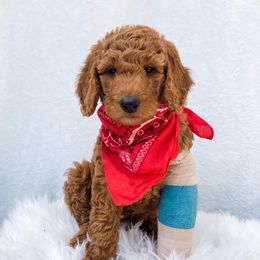 Goldendoodle Puppies from Celebrity Doodles DFW