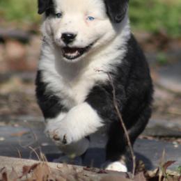Twix - Black tri-color female Australian Shepherd puppy in Laurel, Mississippi from Reeves Australian Shepherds