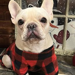 French Bulldogs from Third Coast Frenchies