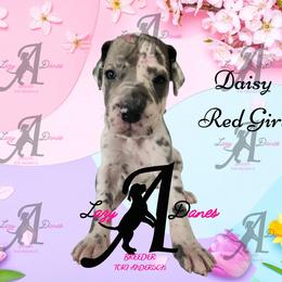 Daisy Red Girl - Harlequin female Great Dane puppy in Longview, Texas from Lazy A Danes