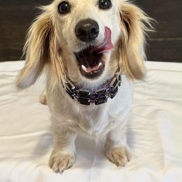Tammi - Cream female Dachshund puppy in Dothan, Alabama from Little House Pups