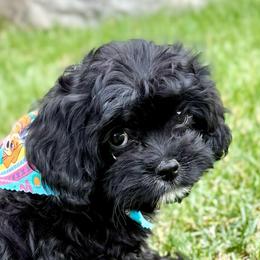 SALE PRICE   Annie - Black and white female Cavapoo puppy in Draper, Utah from Peaks Pups & Cavachon Love Chocolate Cavaliers, Cavaliers, Cavachon’s, Cavapoos & Havanese