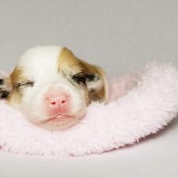 American Corgi and Pembroke Welsh Corgi Puppies from Whimsical Treasure Corgis