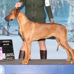 Michi - Rhodesian Ridgeback