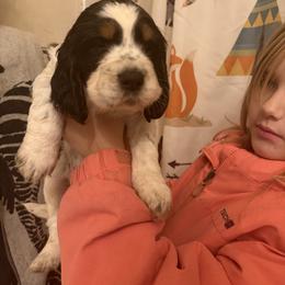 Bellatrix - Black white and tan female English Springer Spaniel puppy in Huntingdon, Pennsylvania from Indian Creek Springers and Doxies