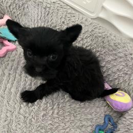 Blackjack - Sable male Yorkshire Terrier puppy in Laughlin, Nevada from Dani’s Yorkie’s