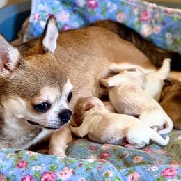 Taco - Fawn and white male Chihuahua puppy in Allentown, Pennsylvania from Tsunami Cockers & Chihuahuas