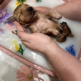 Golden Retriever Puppies from Sunshine Mountain Retrievers